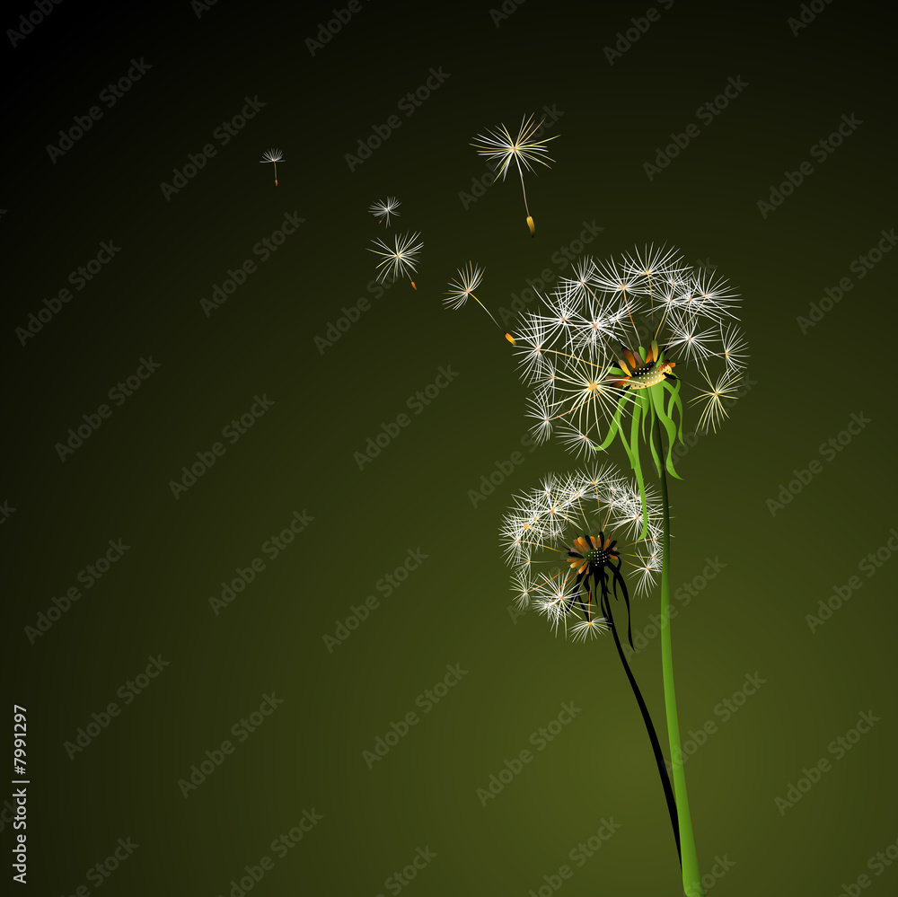 Fototapeta premium dandelions