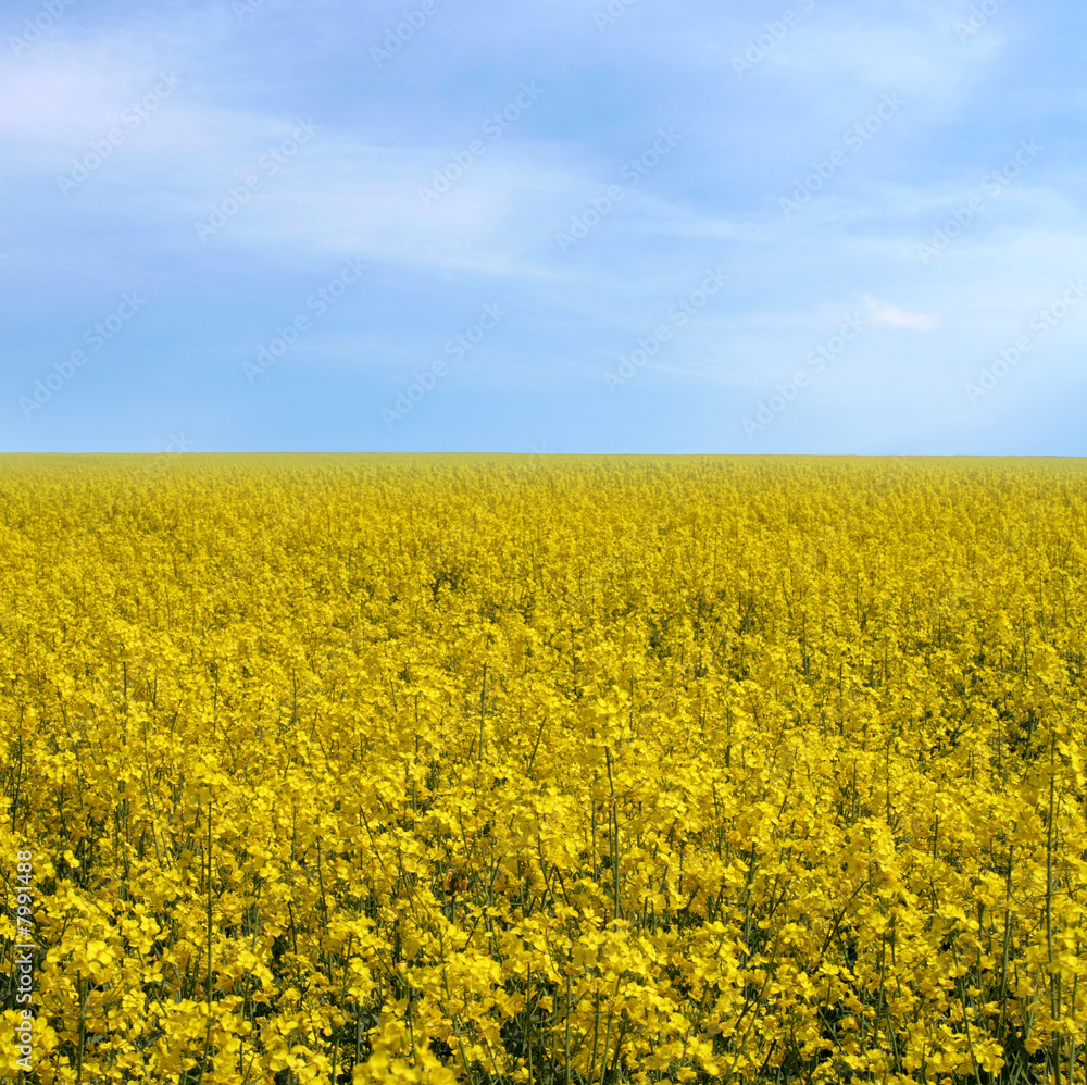 rape field rape field