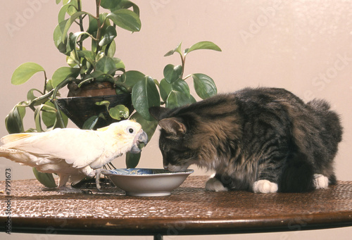 chat  Norvégien chat des forêts 