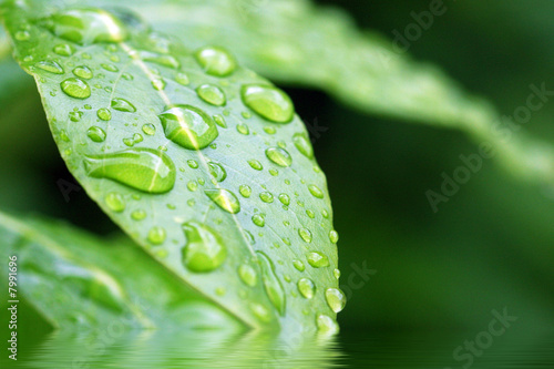 écologie et nature - eau et vie