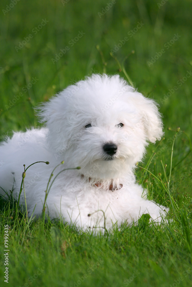 Lovely puppy Lovely puppy
