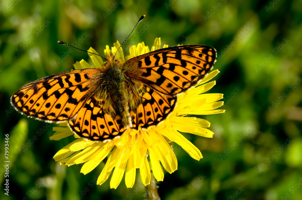 Obraz premium Butterfly