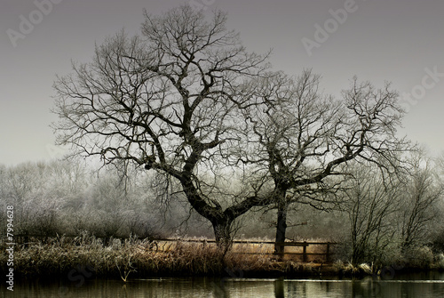 Tree on a Frosty Morrning