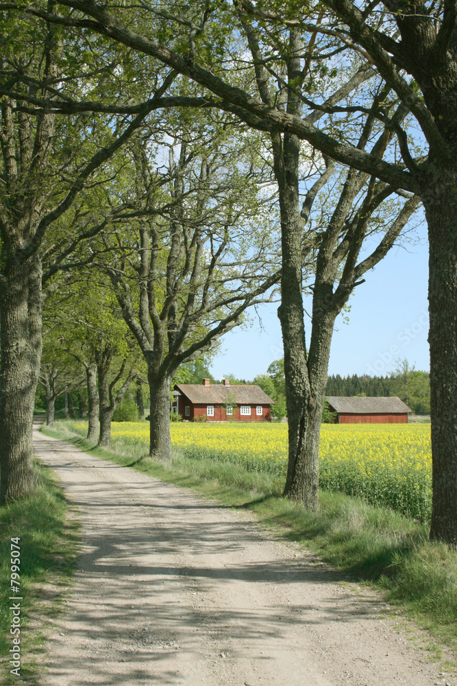 Tree alley