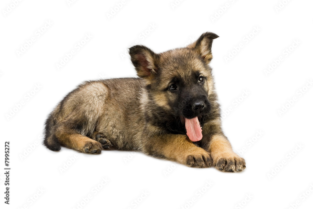 Germany sheep-dog puppy isolated on white background