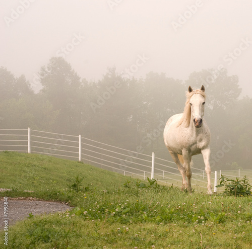 White Horse Coming Out of Mist