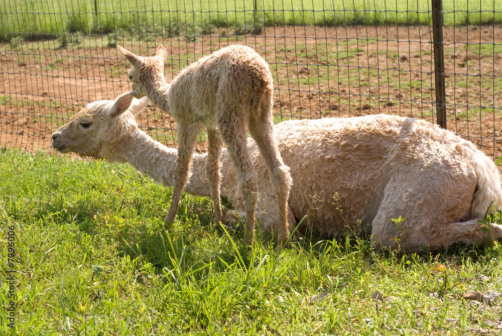 Fototapeta premium Alpaca with cria