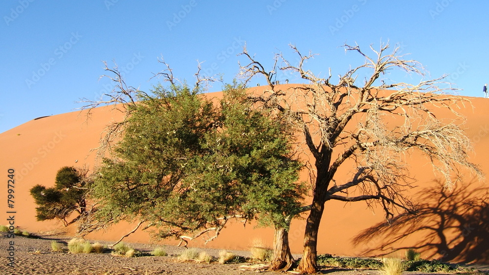 Désert du namib