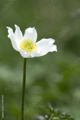 Anemone