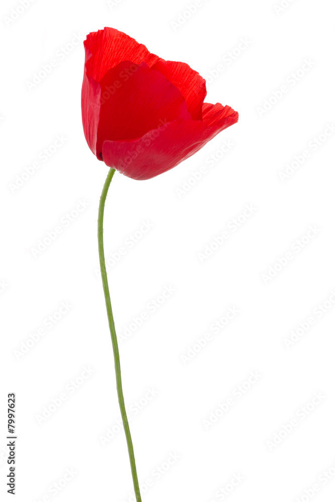 poppy on white