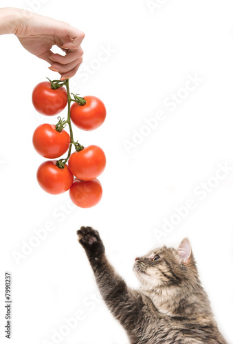 Vegetarian kitten