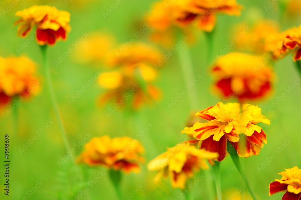 flowers background flowers background