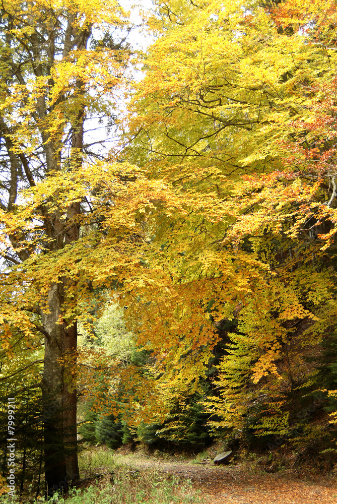 Fototapeta premium autunno