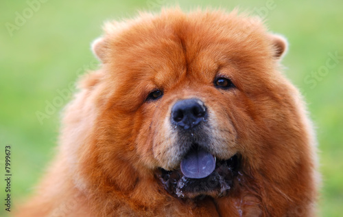 Portrait of Chow Chow Dog