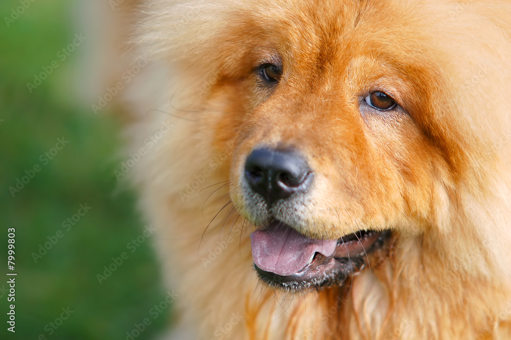 Portrait of beautiful dog