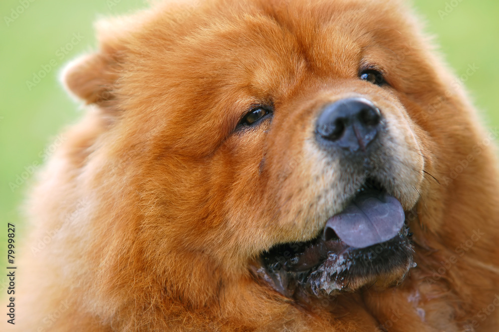 Portrait of Chow Chow Dog