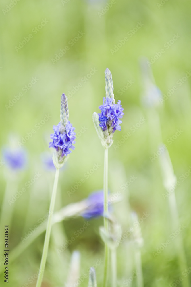 Obraz premium Lavender