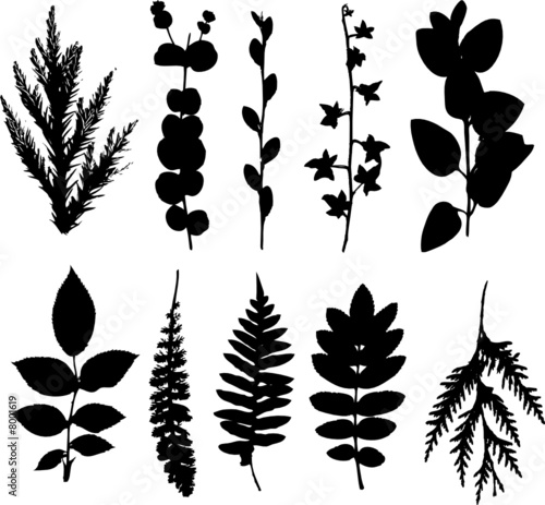 study of a leaf collection - deciduous and coniferous