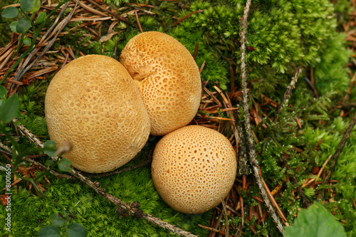 Kartoffelbovist