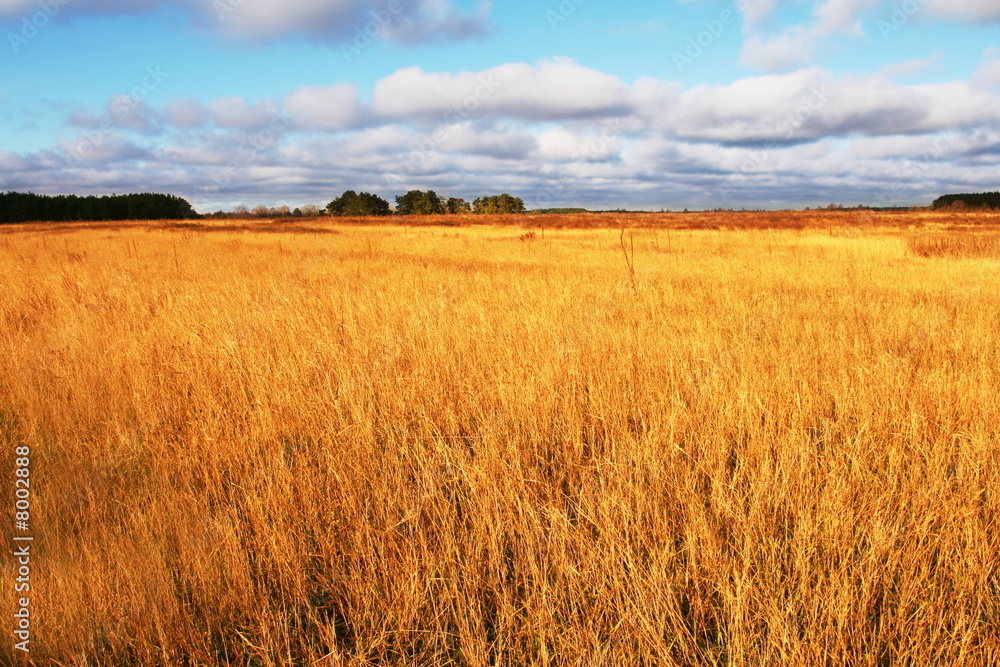 Obraz premium Yellow field