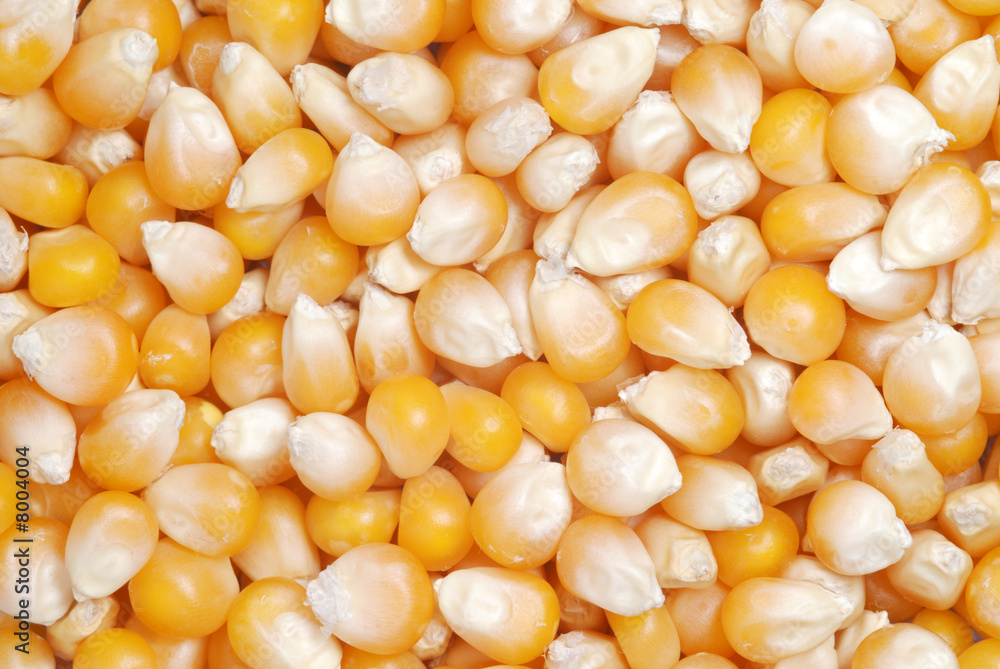 corn seeds pattern