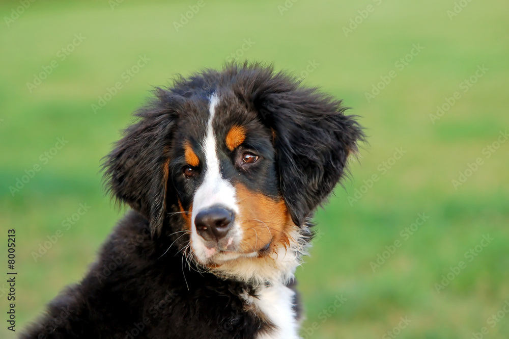Portrait of puppy Bernese mountain dog