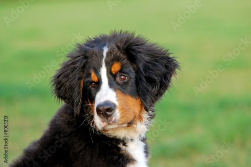 Portrait of puppy Bernese mountain dog