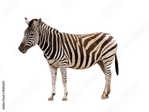 Fototapeta Naklejka Na Ścianę i Meble -  Zebra