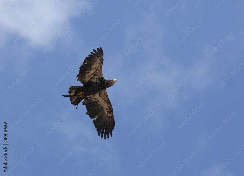 Obraz premium Adler in der Luft