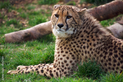 Cheetah