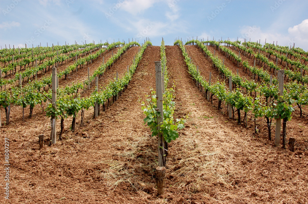 Vineyard Vineyard
