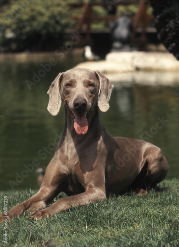 chien  Braque de Weimar