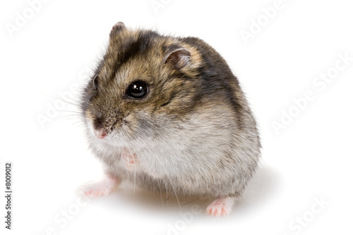dwarf hamster