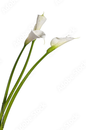 Photo three calla lilies
