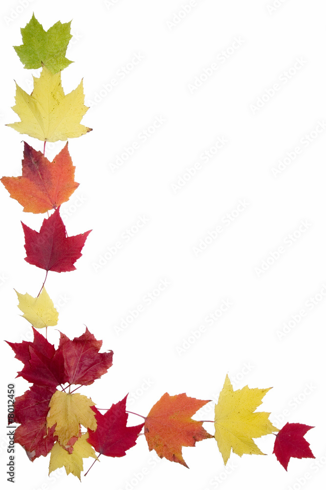 Fototapeta premium Autumn Maple Leaf Frame