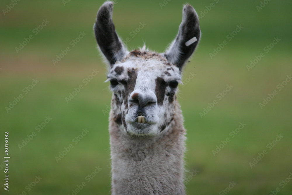 Obraz premium LLAMA ANIMAL