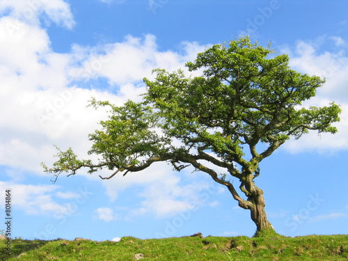 Dartmoor Tree in Summer