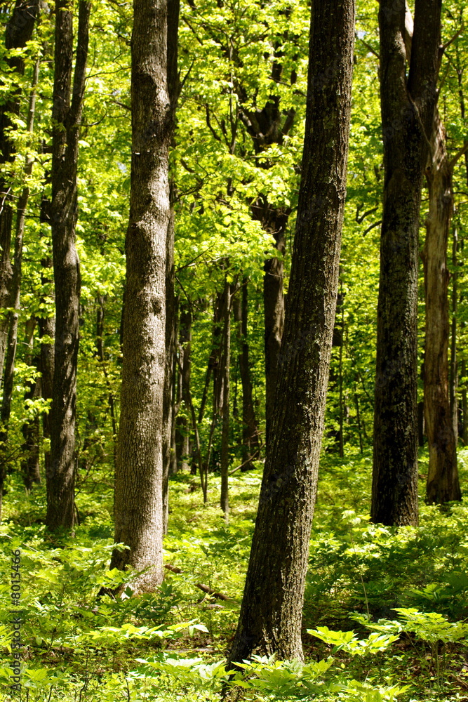 Naklejka premium Forêt
