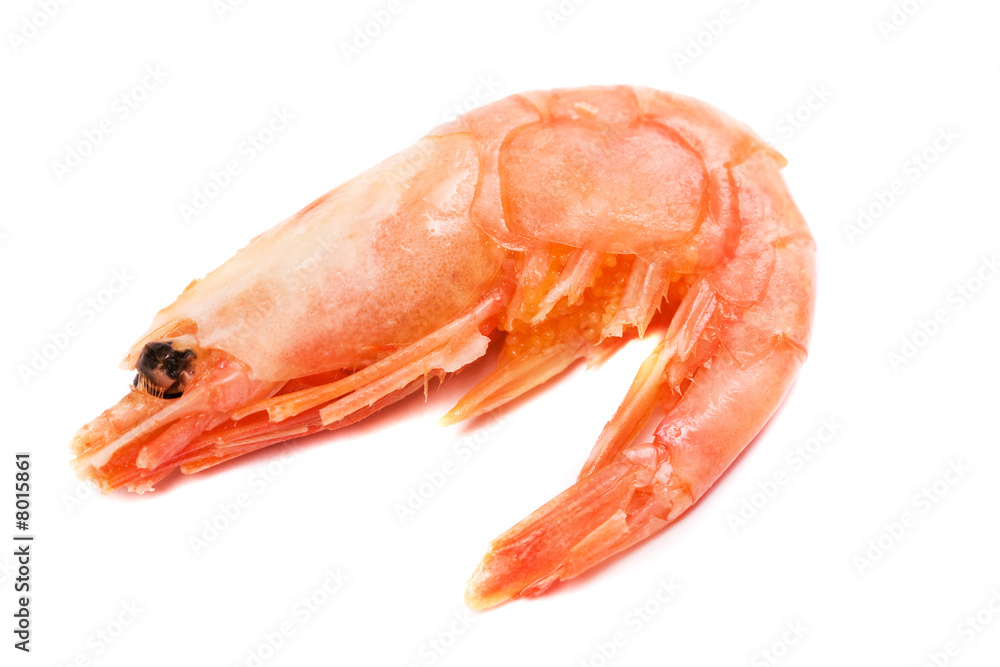 shrimp shrimp