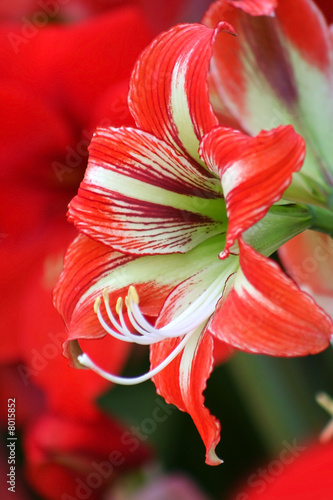 Red And White Illy Flower photo