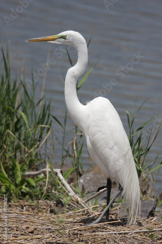 Great Egret  Ardea alba  In A Swamp