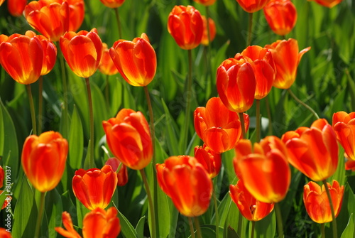 tulips