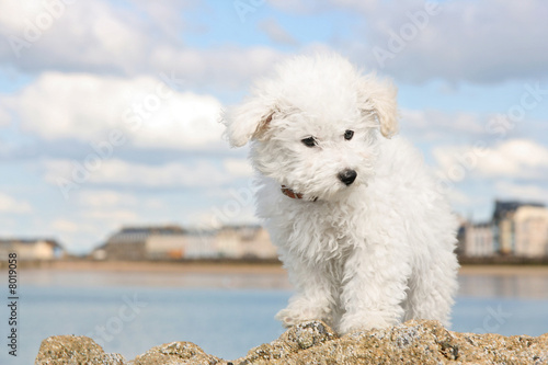 Fotografering Puppy on the rocks