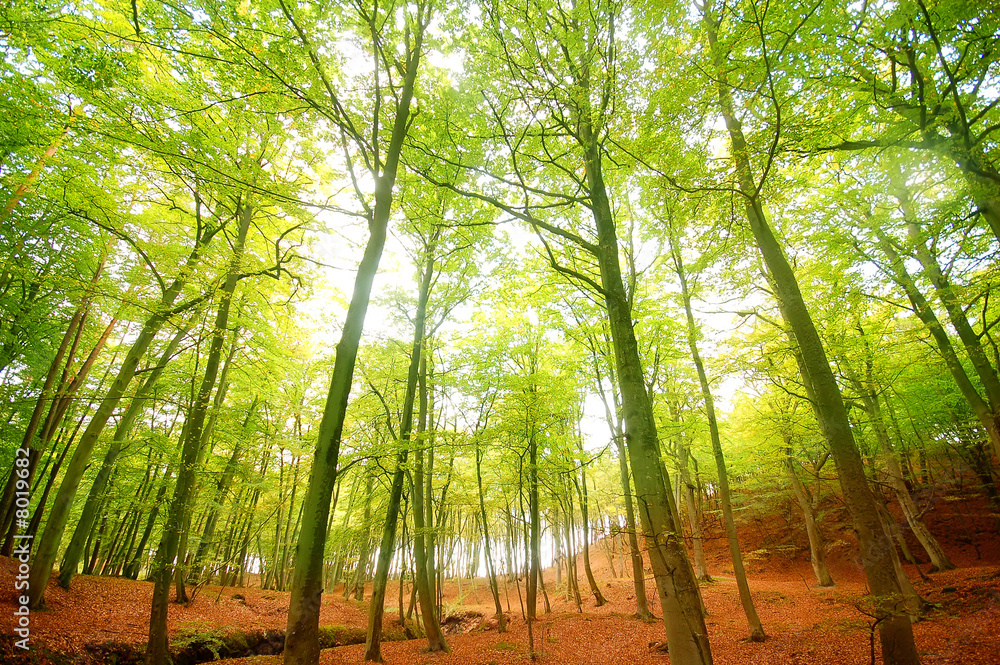 Fototapeta premium Autumn forest