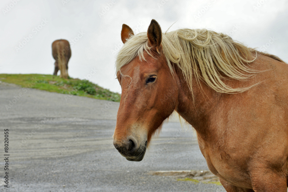 Naklejka premium chevaux
