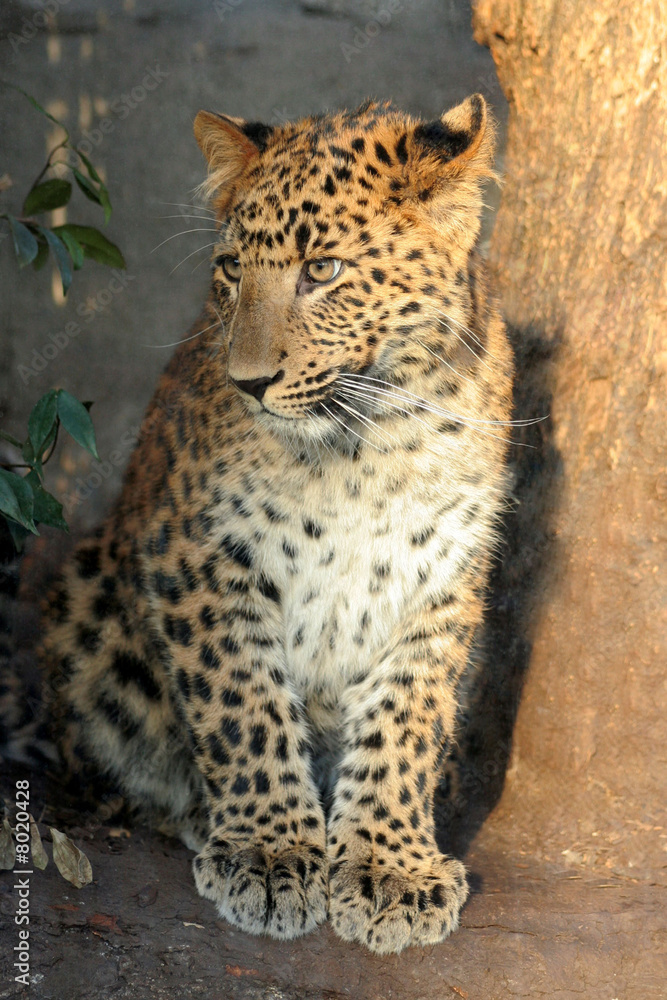 Fototapeta premium Tigre de Chine