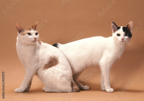chat Bobtail Japonais photo
