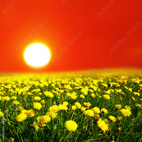 sunrise yellow colorful clouds and  dandelion field