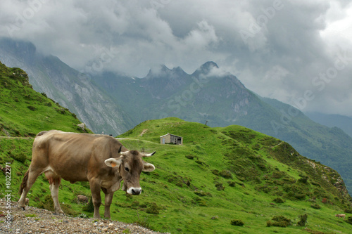 vache de montagne © Photo Passion