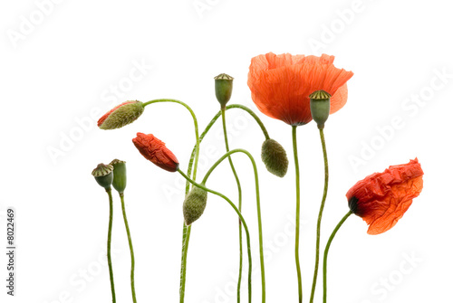 Mohnblume freigestellt